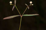 Coastal sand spurge